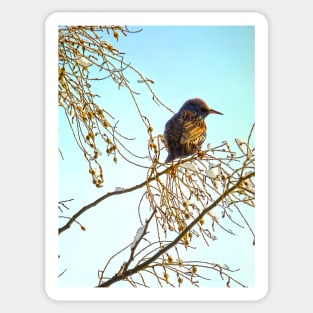 Wren on a Winter Branch Sticker